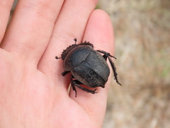 Scarabaeus cicatricosus