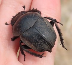 Scarabaeus cicatricosus