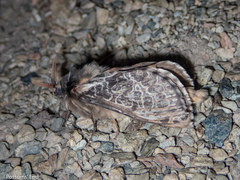 Hepialoidea