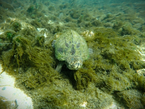 Loggerhead Musk Turtle