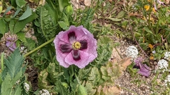 Papaver somniferum