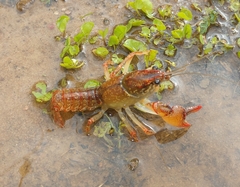 Lacunicambarus dalyae