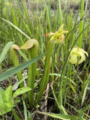 Sarracenia minor minor