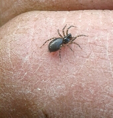 Textrix denticulata