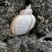 Frigid Pond Snail - Photo (c) sydcannings, some rights reserved (CC BY-NC), uploaded by sydcannings