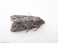 Physetica longstaffi