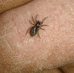 Textrix denticulata