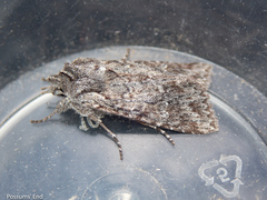 Physetica longstaffi