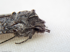 Physetica longstaffi