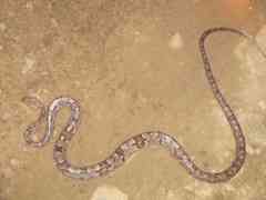 Trimorphodon biscutatus