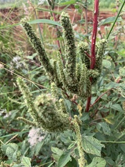 Amaranthus
