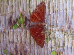 Metacharis ptolomaeus