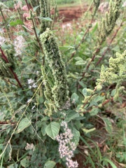 Amaranthus
