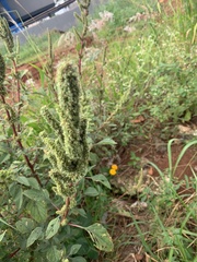 Amaranthus