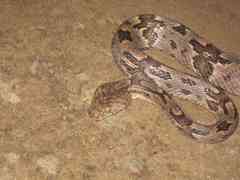 Trimorphodon biscutatus