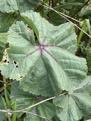 Malva sylvestris