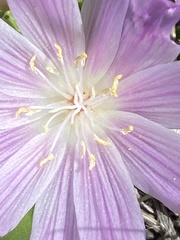 Lewisia brachycalyx