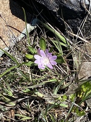 Lewisia brachycalyx