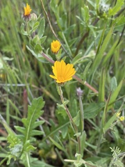 Calendula arvensis