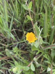 Calendula arvensis
