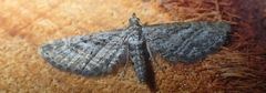 Eupithecia scopariata