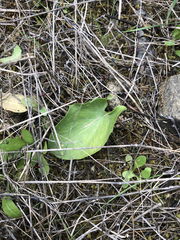 Arisarum simorrhinum