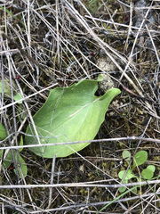 Arisarum simorrhinum