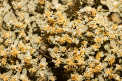 Atriplex buchananii