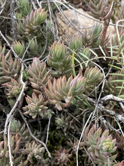 Petrosedum sediforme