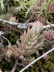 Petrosedum sediforme