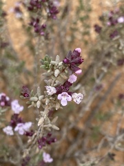 Thymus vulgaris