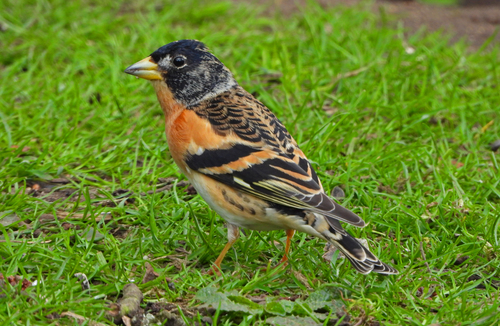 Pinzón real (Fringilla montifringilla)