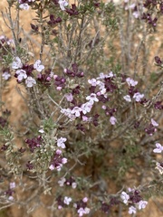 Thymus vulgaris