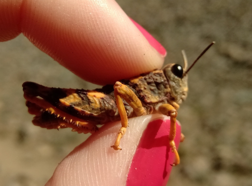 Aucacris