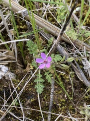 Erodium