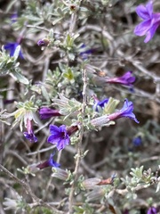 Lithodora fruticosa