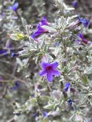 Lithodora fruticosa