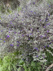 Lithodora fruticosa