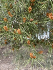 Pinus halepensis
