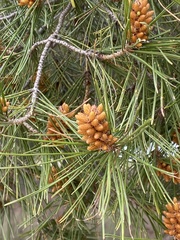Pinus halepensis