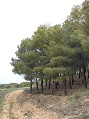 Pinus halepensis