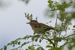 Cercotrichas leucophrys ovamboensis