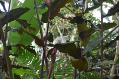 Etlingera elatior