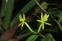 Epidendrum geminiflorum