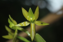 Epidendrum geminiflorum