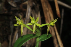 Epidendrum geminiflorum