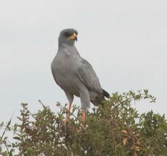 Melierax poliopterus