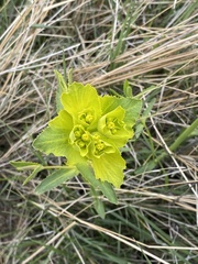 Euphorbia serrata