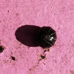 Armadillidium vulgare