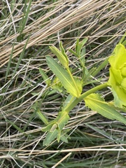 Euphorbia serrata